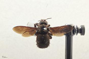 Media type: image;   Entomology 810677 Aspect: habitus dorsal view